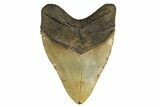 Fossil Megalodon Tooth - Huge NC Meg #298802-2